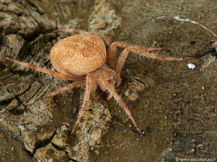 Araneus sp.